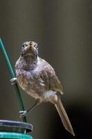 Bridled Honeyeater in Australia photo