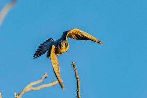 Australian Hobby in Australia photo