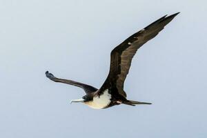 Great Frigatebird in Australia photo