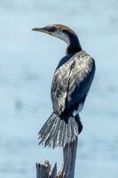 Little Pied Cormorant photo