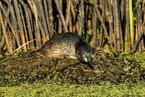 Australian Grebe in Australasia photo