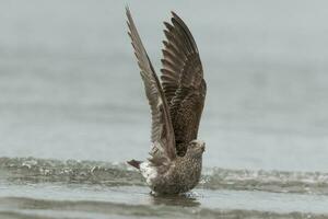 Black-backed Gull in New Zealand photo