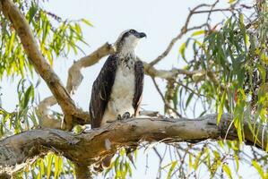 Osprey the Fish Eagle photo