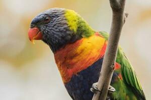 Rainbow Lorikeet in Australia photo