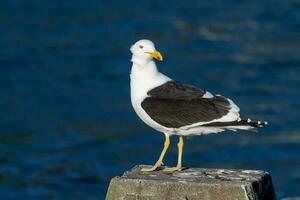 Southern Black Backed Gull photo