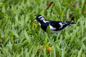 Magpie Lark in Australia photo