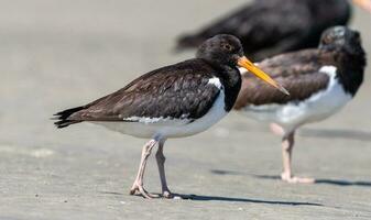 South Island Pied Oystercatcher photo