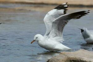 Silver Gull in Australia photo