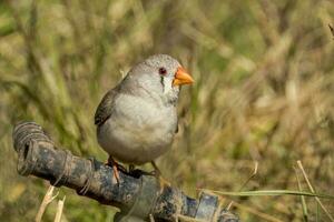 Zebra Finch wild in Australia photo