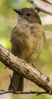 Norfolk Island Golden Whistler photo