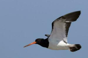 South Island Pied Oystercatcher photo