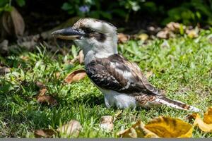 Laughing Kookaburra in Australia photo