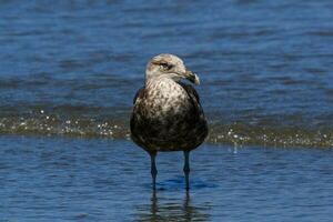 Southern Black Backed Gull photo