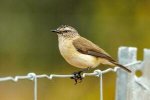 Yellow-rumped Thornbill in Australia photo