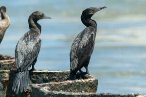 Neotropic Cormorant in USA photo