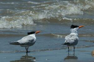 Royal Tern in USA photo