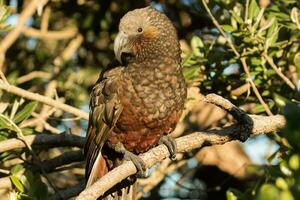 North Island Kaka Parrot photo