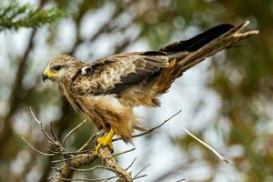 Black Kite in Australia photo