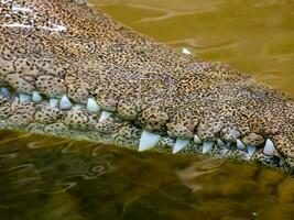 Freshwater Crocodile in Australia photo