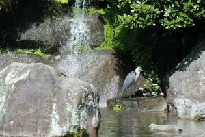 White-necked Heron in Australia photo