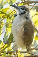 Little Friarbird in Australia photo