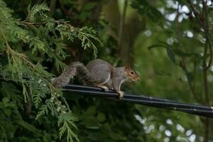 Cute Grey Squirrel photo