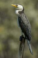 Little Pied Cormorant photo