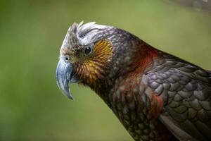 North Island Kaka Parrot photo