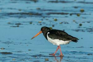 South Island Pied Oystercatcher photo