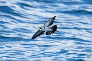 White-faced Storm Petrel in Australasia photo