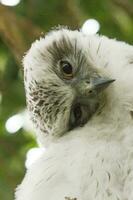 Powerful Owl in Australia photo