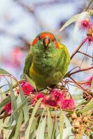 Musk Lorikeet in Australia photo