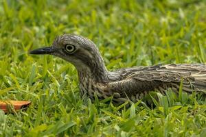 Bush Stone Curlew or Thick Knee photo