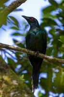 Metallic Starling in Australia photo