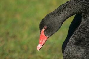 negro cisne en australasia foto