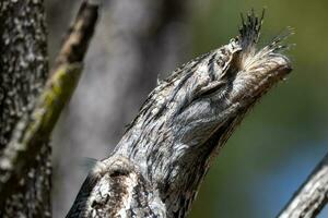 Tawny Frogmouth in Australia photo