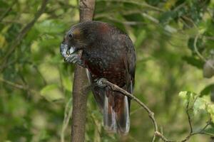 North Island Kaka Parrot photo