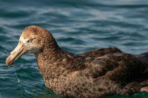 del Norte gigante petrel foto