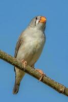 Zebra Finch wild in Australia photo