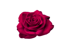Red rose flower isolated transparent png. Nature object for design to Valentines Day, mothers day, anniversary png