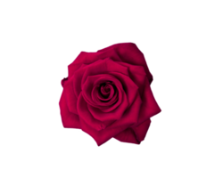rot Rose Blume isoliert transparent png. Natur Objekt zum Design zu Valentinsgrüße Tag, Mütter Tag, Jahrestag png