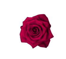 Red rose flower isolated transparent png. Nature object for design to Valentines Day, mothers day, anniversary png