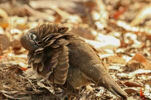 Squatter Pigeon in Australia photo