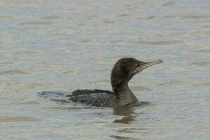 Little Black Shag in New Zealand photo