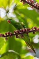 Scaly-breasted Lorikeet in Australia photo