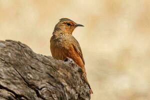 Rufous Treecreeper in Australia photo