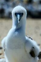 Brown Booby in Australia photo