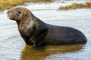 New Zealand Sea Lion photo