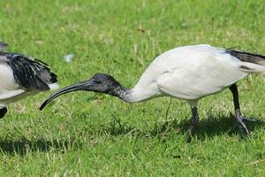 Australian White Ibis photo