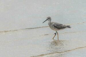 Grey-tailed Tattler in Australia photo